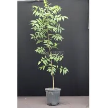 Mahogany Plants